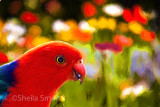 Flowers and king parrot 