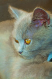 Pensive British blue kitten