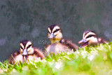 Ducklings in the grass.