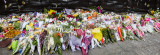 Panorama of flowers in upper Martin Place 