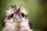 Punk kookaburra 