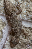 Broad tailed gecko 