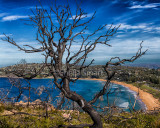 Dead tree with Pittwater backdrop 