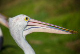 Australian white pelican 