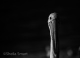 Sidelit pelican in monochrome