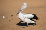 White pelican 