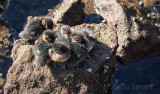 Ducklings on rock