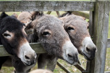 Donkeys 