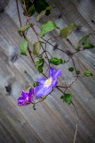 Purple flower and fence 