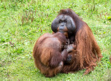 Male orang with young 