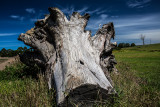 Dead tree trunk 