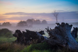 Morning mist at Berry with dead tree in foreground 