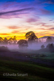 Morning mist over paddock