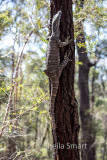 Goanna up tree in Australian bushland