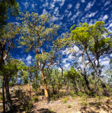 Bushland panorama