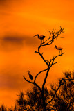 Birds in silhouette 