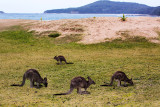 Kangaroos at Pebbly Beach