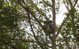 Koala in wild at Rose Patch B and B