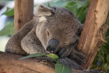 Sleeping koala 