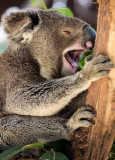 Yawning koala 