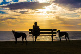 Man with greyhounds at Palm Beach sunrise 
