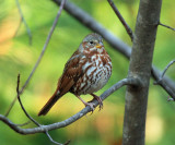 Fox Sparrow - Passerella iliaca