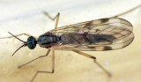 Sylvicola sp. (subgenus Anisopus)