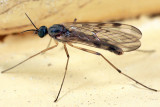 Sylvicola sp. (subgenus Anisopus)