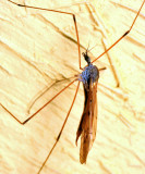 Pseudolimnophila luteipennis