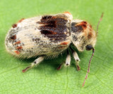 Trichodesma gibbosa
