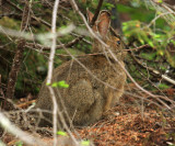 Snowshoe Hare - Lepus americanus