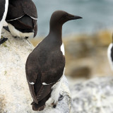 Common Murre - Uria aalge