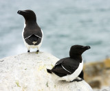 Razorbill - Alca torda