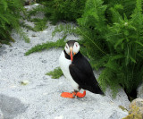 Atlantic Puffin - Fratercula arctica