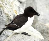 Razorbill - Alca torda