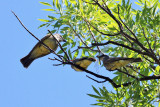 Cassins Kingbird - Tyrannus vociferans