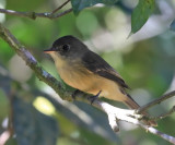 Lesser Antillean Pewee - Contopus laterostris