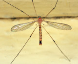 Elephantomyia westwoodi (male)