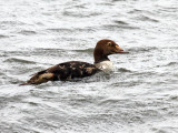 King Eider - Somateria spectabilis (immature male)