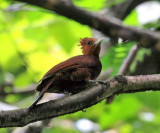 Chestnut-colored Woodpecker - Celeus castaneus