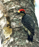 Black-cheeked Woodpecker - Melanerpes pucherani