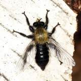 Laphria flavicollis