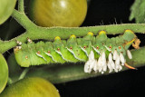 7775 - Tobacco Hornworm (parasitized by Cotesia congregata) - Manduca sexta