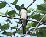 Gray Kingbird - Tyrannus dominicensis