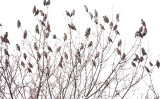 Bohemian Waxwings - Bombycilla garrulus