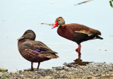 Black-bellied Whistling-Duck - Dendrocygna autumnalis