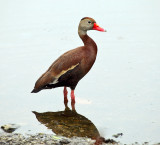 Black-bellied Whistling-Duck - Dendrocygna autumnalis