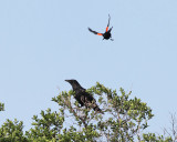 American Crow - Corvus brachyrhynchos (dive bombed by a Red-winged Blackbird)
