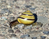 Grove Snail / Brown-lipped Snail - Cepaea nemoralis