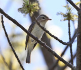 Warbling Vireo - Vireo gilvus